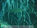 Labrus  merula