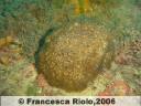 Madrepora pagnotta - Cladocora  caespitosa