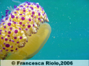 Medusa Cassiopea - Cothyloriza tubercolata