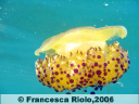 Medusa Cassiopea - Cothyloriza tubercolata1
