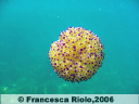Medusa Cassiopea - Cothyloriza tubercolata2
