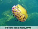 Medusa Cassiopea - Cothyloriza tubercolata3
