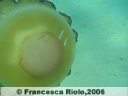Medusa Cassiopea - Cothyloriza tubercolata4