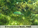 Occhiata - Oblada melanura