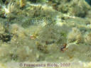 Parablennius  sanguinolentus 2
