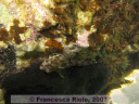 Paralypophrys trigloides