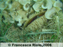 Pinna comune (esemplare giovane) - Pinna nobilis