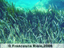 Posidonia - Posidonia oceanica