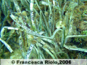 Posidonia - Posidonia oceanica1