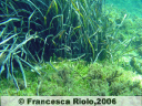 Posidonia - Posidonia oceanica2