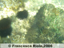 Ricci e attinie