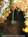 Sabella pavonina