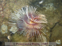 Sabella spallanzani