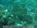 Sarpa  salpa 1