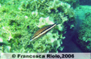 Sciarrano - Serranus cabrilla