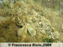 Scorfano - Scorpaena spp