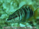 Serranus  scriba 1