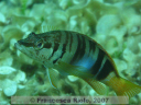 Serranus  scriba 3