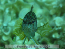 Serranus  scriba