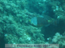 Sparisoma  cretense 1