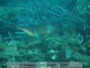 Sparisoma  cretense 3