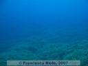 Sphyraena sphyraena 1