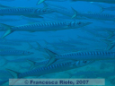 Sphyraena sphyraena 2