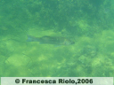 Spigola o branzino - Dicentrarchus  labrax