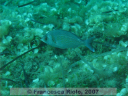 Spondyliosoma  cantharus