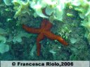 Stella di mare