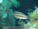 Symphodus  ocellatus