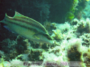 Symphodus  tinca male