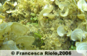 Thalassoma pavo juvenile