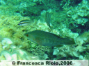 Tordo merlo o nero - Labrus merula e Tordo fasciato Symphodus doderleini