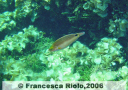 Tordo rosso - Symphodus  mediterraneus 2