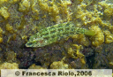 Tordo verde - Symphodus roissali