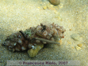 Trachytyone spp