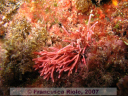 Trichleocarpa fragilis