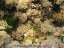 Tripterygion  tripteronotus 2
