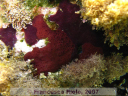 Tunicates 1