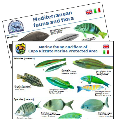 Mediterranean Fishes and Invertebrates ID card