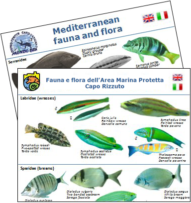 Mediterranean Fishes and Invertebrates ID card