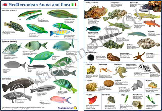 Mediterranean Fishes and Invertebrates ID card