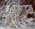 Snow Leopard